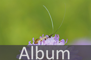 Langhornmotten (Adelidae)